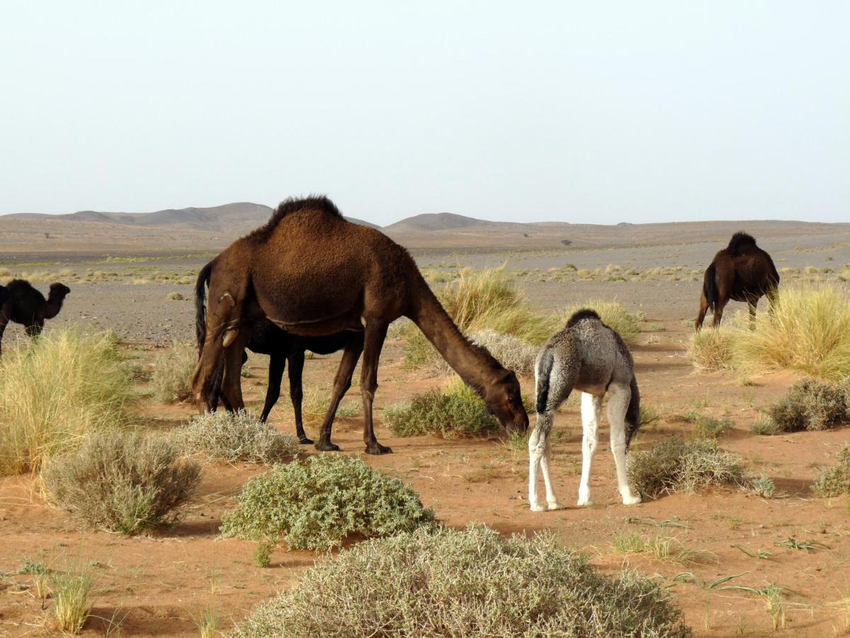 La Vallée des Dunes - Maison d'hôtes et Bivouac Acomodação com café da manhã Merzouga Exterior foto